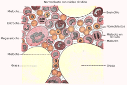 Células hematopoyéticas