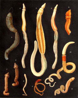 Gusanos de la bellota