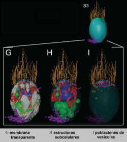 Estructura tridimensional de un coanoflagelado