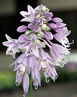 Flores como órganos sexuales