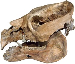 Cráneo fósil de Toxodon