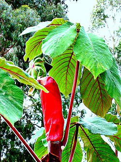 Bráctea que envuelve las inflorescencias inmaduras