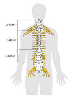 Diagrama anatómico de la médula espinal