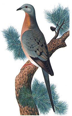 Ilustración de una paloma migratoria