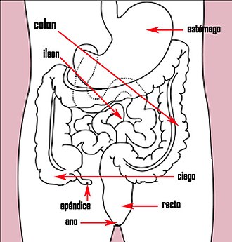 Diagrama del tracto gastrointestinal bajo
