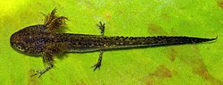 Larva de tritón con branquias externas visibles