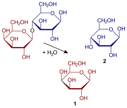 Descomposición de la lactosa mediante hidrólisis