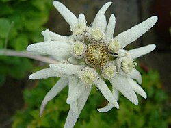 Edelweiss, una planta asociada con los deportes de montaña