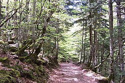 Bosque de hayas