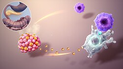 Representación esquemática del ataque autoinmune en diabetes tipo 1