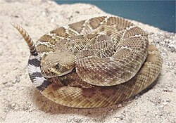 Crotalus ruber en su hábitat natural