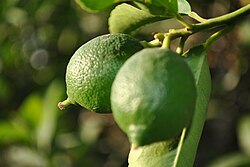 Limones inmaduros en el árbol