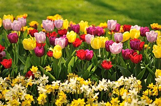 Flores en el jardín botánico de Keukenhof
