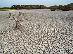 Paisaje seco afectado por el calor