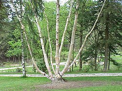 Ejemplar de abedul Betula ermannii mostrando su corteza y follaje