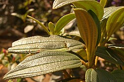 Detalle de las hojas de Andesanthus lepidotus