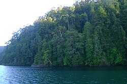 Bosques de coihues en el lago Pirihueico, sur de Chile