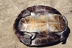 Plastrón de Podocnemis unifilis