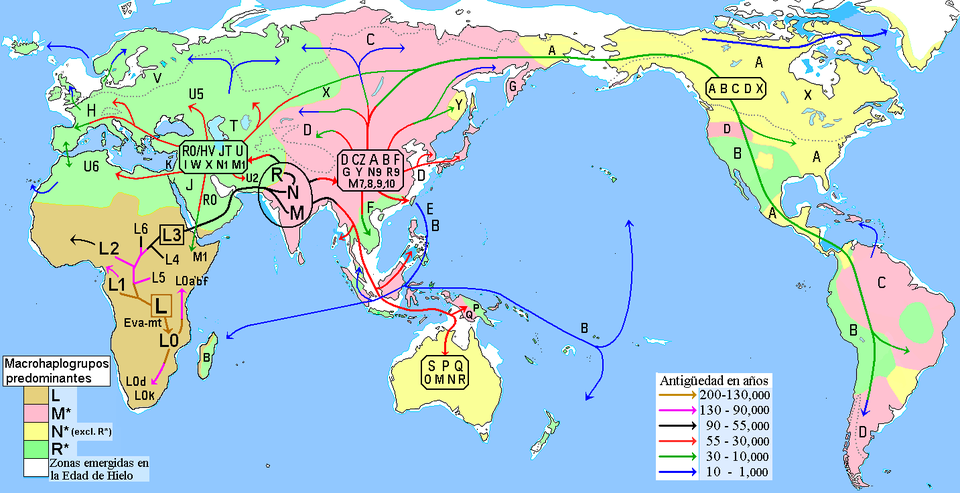 Mapa detallado de las migraciones humanas globales basado en genómica mitocondrial nativa