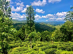 Plantación de té