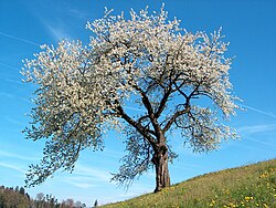 Cerezo en flor durante la primavera