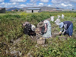 Cultivos de papa en zonas de altura