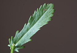 Detalle de una hoja de Leucanthemum vulgare