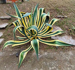Agave americana variedad Marginata de uso ornamental