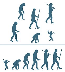 Representación esquemática ideal de una escala gradual de desarrollo evolutivo.