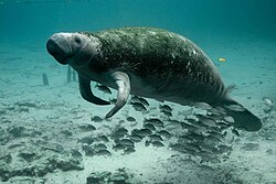 Trichechus manatus nadando en su hábitat acuático