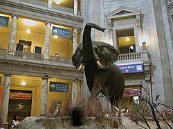 Elefante disecado en el Museo Nacional de Historia Natural