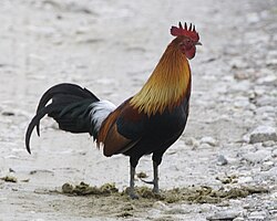 Representación de gallos silvestres