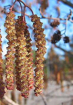 Inflorescencia del aliso gris