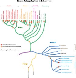 Diagrama esquemático sobre la paleopoliploidía en eucariotas