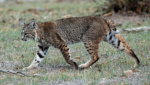 Lince rojo (Lynx rufus) en su entorno natural.