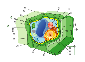 Ilustración esquemática de una célula vegetal típica y sus componentes.