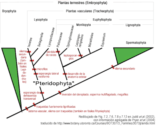 Ejemplo esquemático de un cladograma con barras rojas que marcan las sinapomorfias originadas.