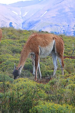 Guanaco austral alimentándose en el parque nacional Torres del Paine.