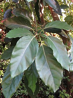 Hoja de aguacate