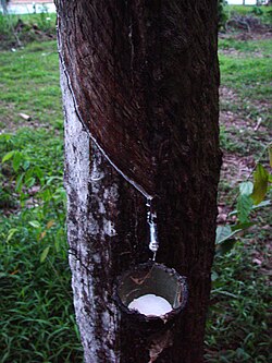 Extracción de látex de un árbol tropical mediante incisiones en la corteza.