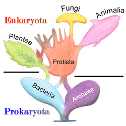 Diagrama conceptual sobre la fusión endosimbiótica entre una arquea y una bacteria.