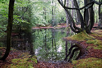 Bosque templado en Epping, Inglaterra