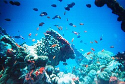 Arrecife de coral