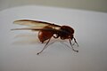 Hormiga culona