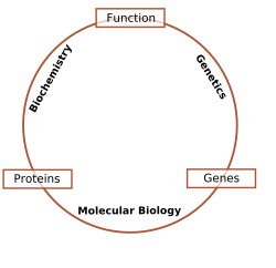 Relaciones esquemáticas entre la bioquímica, la genética y la biología molecular