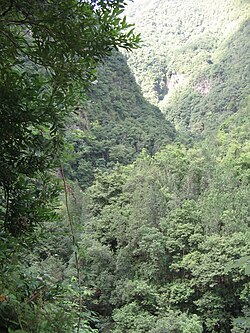 Bosque de laurisilva en la isla de La Palma