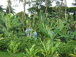 Plantación de plátanos en el departamento de Quindío