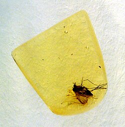 Inclusión de un mosquito en ámbar