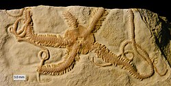 Espécimen fósil de Ophiopetra encontrado en Alemania, correspondiente a depósitos marinos del Jurásico Superior.