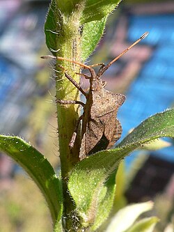 Un insecto hemíptero alimentándose de una planta